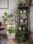 Modern industrial black and white study room with numerous green houseplants such as pancake plants and cacti