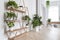 modern interior with geometric arrangement of plants and white walls