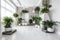 modern interior with geometric arrangement of plants and white walls