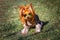 modern lovely puppy of Yorkshire Terrier small dog with in rainbow sunglasses on green blurred background