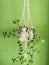 Modern Macrame Hanging Plant with Green Background
