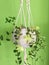 Modern Macrame Hanging Plant with Green Background, Close Up