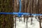 Modern maple syrup collection with blue tubes in a forest in Quebec