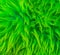 Modern neon green colored soft hairy fur on a animal skin carpet macro closeup texture background