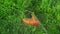 Modern orange trimmer mows green grass close up