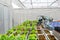 Modern organic farmhouse on smart farming 4.0