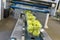 Modern packaging machine for fresh pears in a factory for food industry