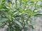 Modern Plants Live Hari Mirch Green Chili Plant