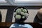 Modern pot of cactus in a sunlit window sill, seen top down with a person in front of it