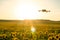 A modern quadcopter flies over a field of sunflowers against the sunset. The use of modern technologies in the agro-industrial