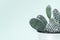 Modern room decoration. Cactus house plant against white wall close up. Cactus.