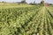 Modern self-propeled spinach harvester at work