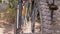 Modern Sports Bike Standing near a Tree in Forest in Windy Sunny Weather. Zoom