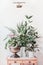 Modern still life with house plants in urn pots and vase on wooden table, front view. Pilea peperomioides , bamboo, begonia