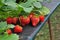 Modern strawberry farm. Industrial farming