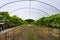 Modern strawberry greenhouse with beds at standing height on she