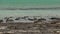 Modern stromatolites landscape in Shark Bay National Park