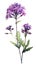 Modern Style Deep Purple Verbena Arrangement on White Background.