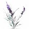 Modern Style Lavender Sprig on White Background for Invitations and Posters