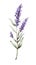 Modern Style Lavender Sprig on White Background in Watercolor .
