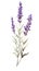 Modern Style Lavender Sprig on White Background in Watercolor .