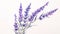 Modern Style Lavender Sprig on White Background in Watercolor .