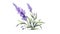 Modern Style Lavender Sprig on White Background in Watercolor .