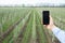 Modern technology, app for agricultural growing. Hands of adult male with smartphone with blank screen
