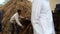 Modern technology, Indian family members working in field work. Cutting dry Plants of Sorghum or Millet and Grass in Agricultural