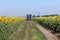 A modern tractor moves across a field among sunflowers. Agriculture. sunflower field sun rays natural plant