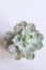 Modern trendy room decoration concept White background Copy space Top view Scandinavian style Echeveria