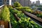 Modern, Urban Rooftop Farm With Raised Beds And Vertical Gardens. Generative AI