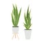 Modern vector illustration with green, yellow snake plant sansevieria trifasciata In a pot on white background. Plant