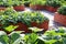 A modern vegetable garden with raised briks beds . Raised beds gardening in an urban garden