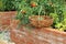 A modern vegetable garden with raised briks beds . .Raised beds gardening in an urban garden growing plants herbs spices