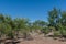 Modern west Texas vista in the summer