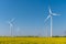Modern wind turbines and flowering oilseed