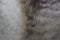 Modern wolf fur texture background close up, husky dog