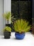 Modernist garden: subtropical potted plants