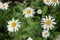 Modest daisies bloom in a summer meadow