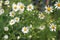 Modest daisies bloom in the summer in the meadows, fields, gardens