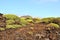 Modest generic vegetation on spanish volcanic island Lanzarote