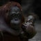 A modest mother monkey orangutan lowered her eyes, in the arms of her cute infant baby with big eyes