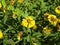 Modest yellow flowers helenium