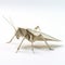 Modular Constructivism: Lifelike Origami Bug On White Surface