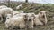 Moel Siabod Snowdonia National Park Nort Wales