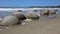 Moeraki Boulders