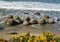 Moeraki boulders