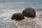 Moeraki boulders