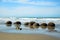 Moeraki boulders beach in New Zealand